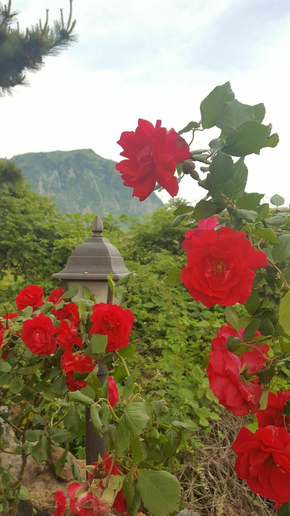 Wind Jeju Cafe & Pension Seogwipo-stad Buitenkant foto